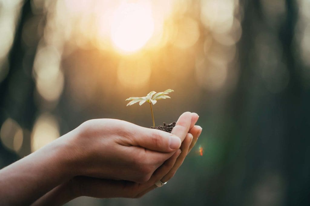 Hands holding a green plant symbolising new life, growth, and pregnancy wellbeing at Women’s Health Circle maternal health services